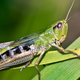 Illustration for article titled Grasshoppers evolve a sound that allows them to be heard over traffic